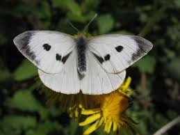 Attēlu rezultāti vaicājumam “Pieris brassicae”