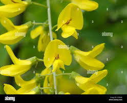 Attēlu rezultāti vaicājumam “Laburnum anagyroides flower”