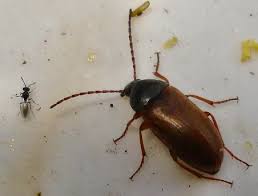 Attēlu rezultāti vaicājumam “Isomira murina”