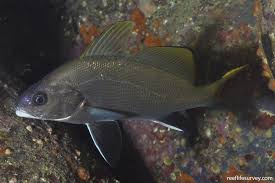 Image result for Sciaena umbra