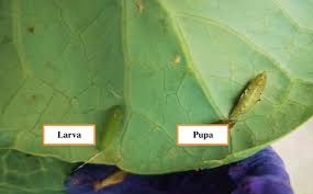 Attēlu rezultāti vaicājumam “Pieris rapae larva”