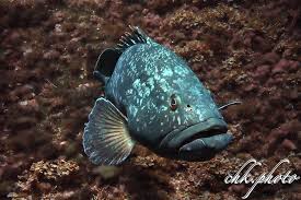 Image result for Epinephelus itajara