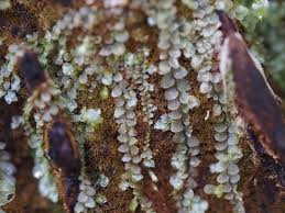 Attēlu rezultāti vaicājumam “Calypogeia azurea macro”