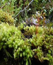 Attēlu rezultāti vaicājumam “Taxiphyllum wissgrillii”