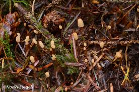 Attēlu rezultāti vaicājumam “Heyderia abietis”