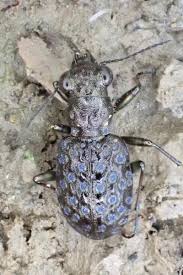 Attēlu rezultāti vaicājumam “Elaphrus cupreus”