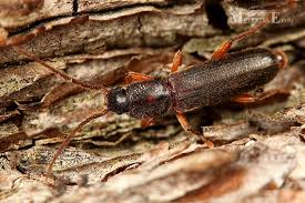 Attēlu rezultāti vaicājumam “Nothorhina punctata”