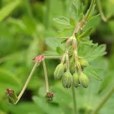 Attēlu rezultāti vaicājumam “Geranium pyrenaicum flower”