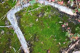 Attēlu rezultāti vaicājumam “Pohlia nutans”