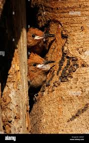 Image result for hoepoe