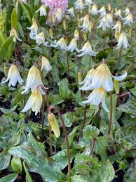 Attēlu rezultāti vaicājumam “Erythronium sibiricum flower”