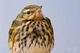 Image result for Anthus hodgsoni