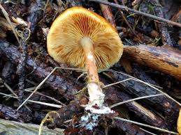 Attēlu rezultāti vaicājumam “Gymnopilus sapineus”