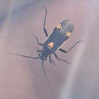 Attēlu rezultāti vaicājumam “Capsodes gothicus”