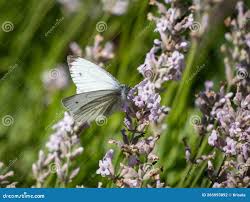 Attēlu rezultāti vaicājumam “Pieris napi underside”
