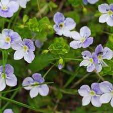 Attēlu rezultāti vaicājumam “Veronica filiformis flower”