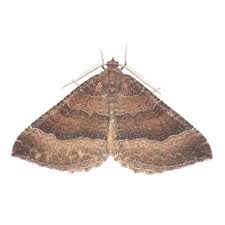 Attēlu rezultāti vaicājumam “Larentia clavaria”