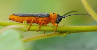 Attēlu rezultāti vaicājumam “Oberea oculata”