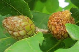 Attēlu rezultāti vaicājumam “Andricus foecundatrix”