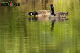 Attēlu rezultāti vaicājumam “Branta canadensis adult”