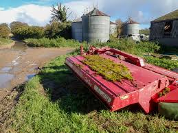 Attēlu rezultāti vaicājumam “Syntrichia ruralis var. ruraliformis”