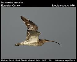 Attēlu rezultāti vaicājumam “Numenius arquata”