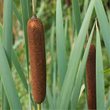 Attēlu rezultāti vaicājumam “Typha latifolia fruit”