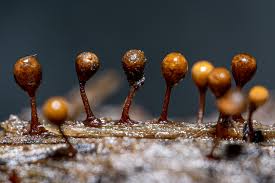 Attēlu rezultāti vaicājumam “Cribraria tenella macro”