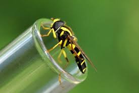 Attēlu rezultāti vaicājumam “Xanthogramma sp.”