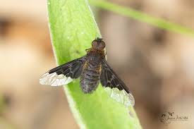 Attēlu rezultāti vaicājumam “Hemipenthes morio”