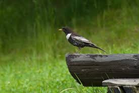 Image result for Turdus torquatus