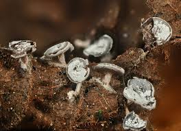 Attēlu rezultāti vaicājumam “Diderma hemisphaericum macro”