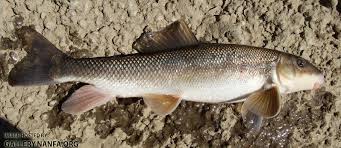 Image result for Catostomus commersonii