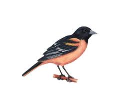 Image result for Icterus galbula