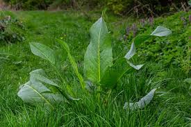 Attēlu rezultāti vaicājumam “Rumex confertus”