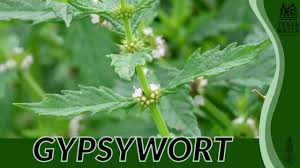 Attēlu rezultāti vaicājumam “Lycopus europaeus leaf”