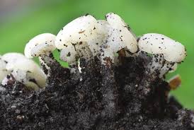 Attēlu rezultāti vaicājumam “Cudoniella acicularis”