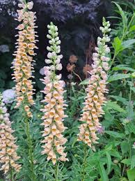 Image result for Digitalis ferruginea