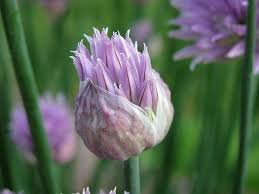 Attēlu rezultāti vaicājumam “Allium schoenoprasum bud”