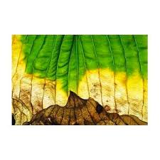 Attēlu rezultāti vaicājumam “Hosta sp. leaf”