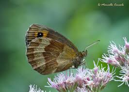Attēlu rezultāti vaicājumam “Erebia aethiops upperside”