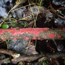 Attēlu rezultāti vaicājumam “Cytidia salicina”