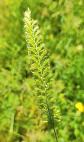 Attēlu rezultāti vaicājumam “Cynosurus cristatus flower”