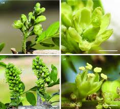 Attēlu rezultāti vaicājumam “Gleditsia triacanthos flower”
