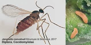 Attēlu rezultāti vaicājumam “Cecidomyiidae”