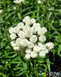 Attēlu rezultāti vaicājumam “Anaphalis margaritacea leaf”