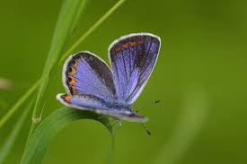 Attēlu rezultāti vaicājumam “Plebejus argyrognomon”