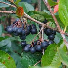 Attēlu rezultāti vaicājumam “Aronia melanocarpa fruit”
