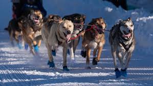 Image result for Team Ice Fire British Sled Dog Racing Team