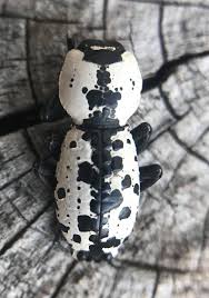 Attēlu rezultāti vaicājumam “Bitoma crenata”